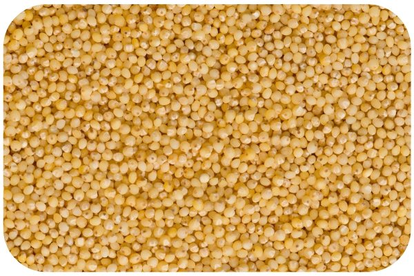 Little Millet and Kodo Millet: Two Underrated Grains That Can Transform Your Health