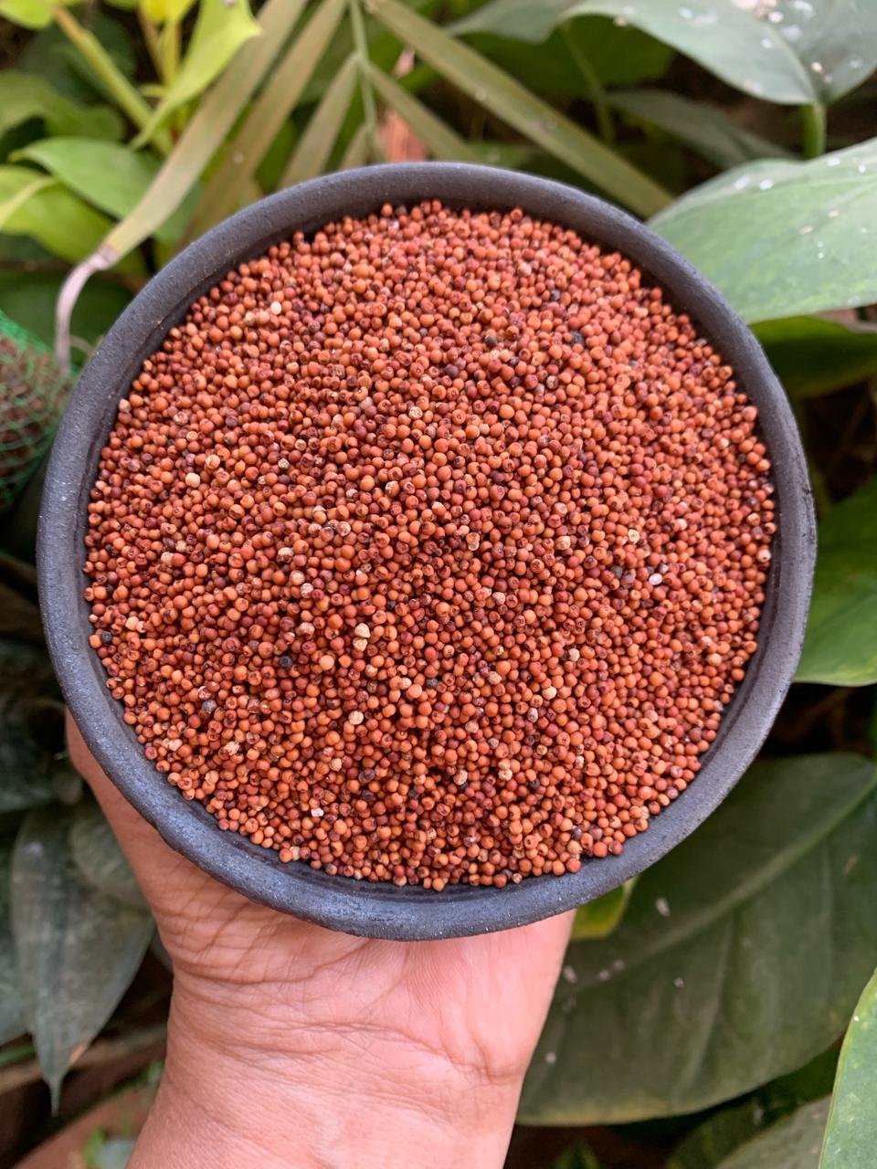 Finger Millet (Ragi): The Calcium-Rich Superfood Your Family Needs Every Day