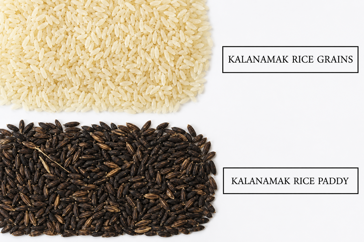 Kalanamak Rice: The Ancient Buddha Rice with Extraordinary Health Benefits